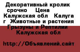Декоративный кролик, срочно. › Цена ­ 4 500 - Калужская обл., Калуга г. Животные и растения » Грызуны и Рептилии   . Калужская обл.